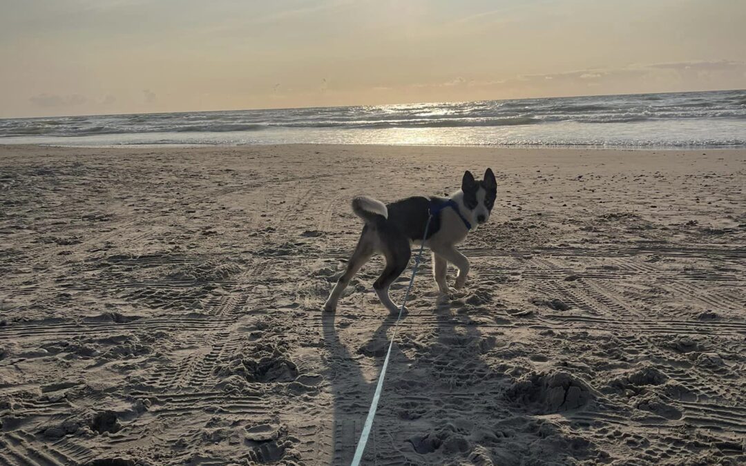 Trækker din hund på gåturen?